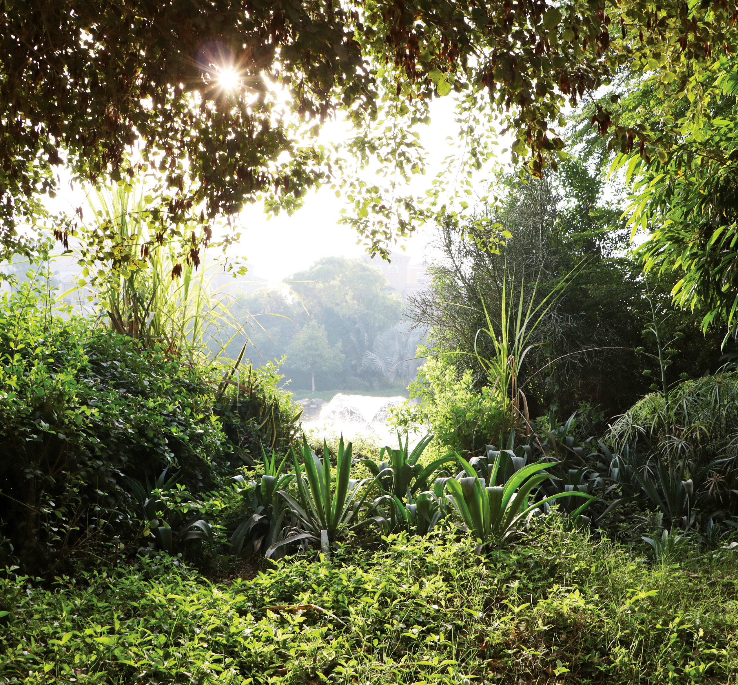 Tropical landscaping at Lunaya community